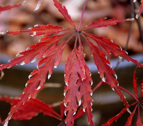 japanese maple leaf images